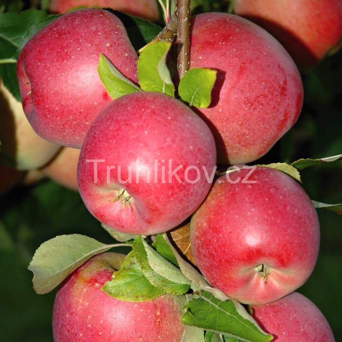 Rostliny - Jabloň 'Melodie' květináč 10 litrů, čtvrtkmen, zimní, REZISTENTNÍ, CIZOSPRAŠNÁ