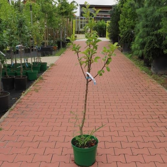 Jabloň 'Melodie' květináč 10 litrů, čtvrtkmen, zimní, REZISTENTNÍ, CIZOSPRAŠNÁ-0