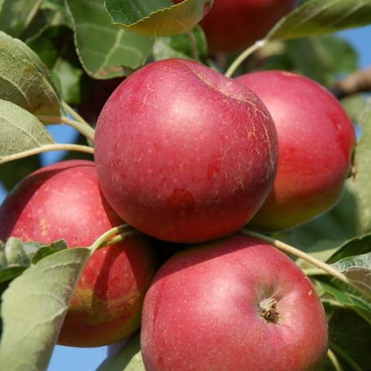 Jabloně - Jabloň 'Melrose' květináč 7,5 litru, zákrsek, zimní, CIZOSPRAŠNÁ