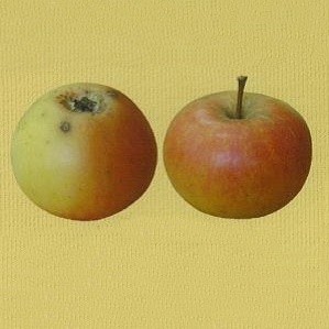 Rostliny - Jabloň 'Míšeňské' prostokořenné, špičák/čtvrtkmen, zimní, CIZOSPRAŠNÁ