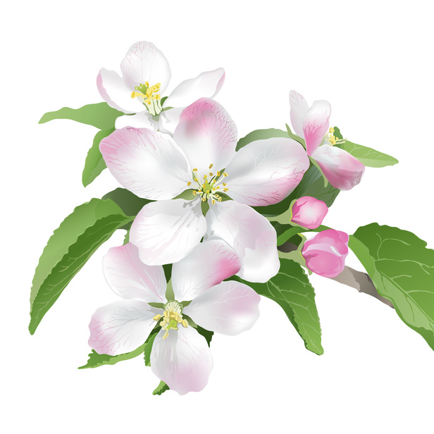 Jabloně - Jabloň MIX květináč 18 litrů, treláž 90x50