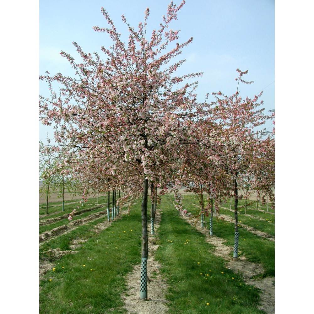 Soliterní stromy - Jabloň mnohokvětá výška kmene 225cm, zemní bal