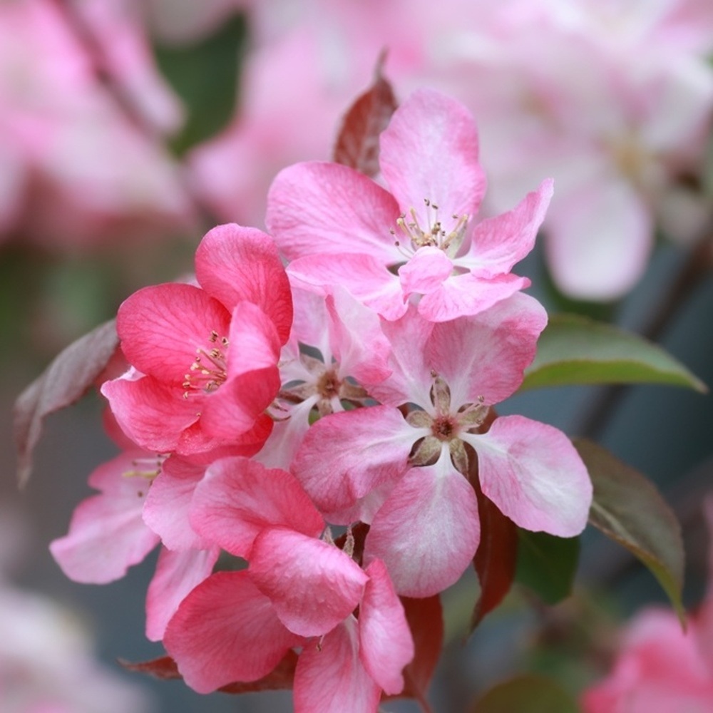 Jabloň mnohokvětá výška kmene 225cm, zemní bal-0