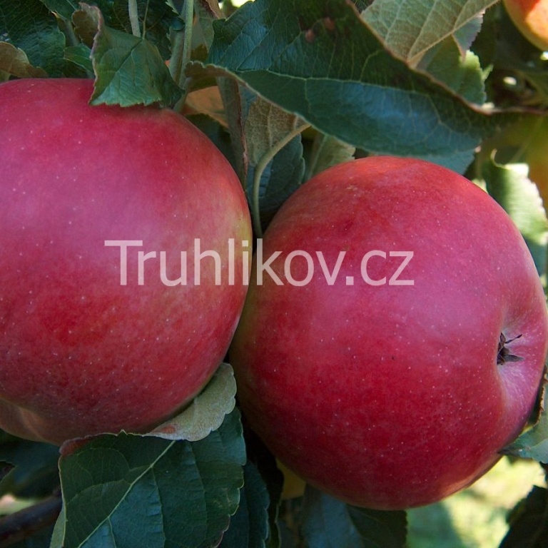 Jabloně - Jabloň 'Najdared' prostokořenné, zákrsek, zimní, CIZOSPRAŠNÁ