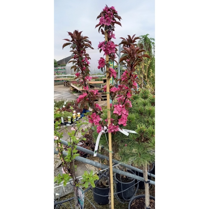 Listnaté stromky a stromy - Jabloň okrasná 'Bohemia Royal Obelisk' výška 150/175cm