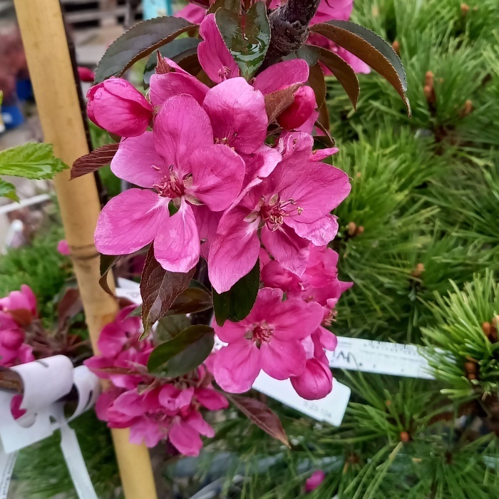 Jabloň okrasná 'Bohemia Royal Obelisk' výška 150/175cm-0