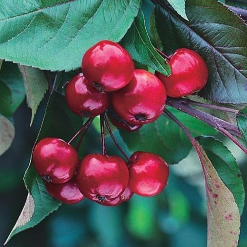 Listnaté stromky a stromy - Jabloň okrasná Fontana květináč 10 litrů, kmínek 120cm, převislá, stromek