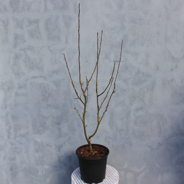 Jabloň okrasná Golden Hornet květináč 7 litrů, výška 60/80cm, keř-1