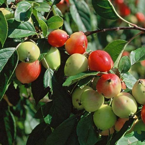 Keře okrasné květem - Jabloň okrasná 'John Downie' květináč 10 litrů, výška 80/100cm, forma keře