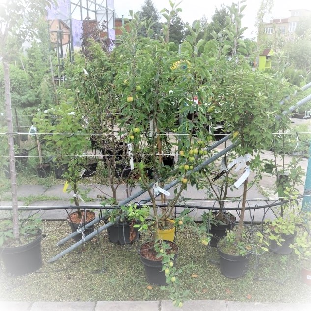 Jabloň okrasná 'John Downie' květináč 10 litrů, výška 80/100cm, forma keře-0