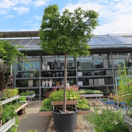 Listnaté stromky a stromy - Jabloň okrasná 'Profusion' květináč 230litrů, obvod kmene 18/20cm, strom, koruna tvar stěna