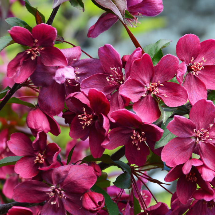 Listnaté stromky a stromy - Jabloň okrasná 'Royalty' výška 150/175cm