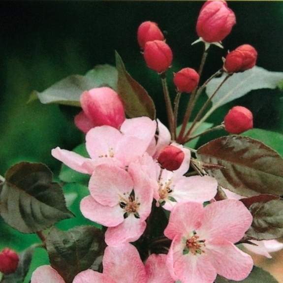 Keře okrasné květem - Jabloň okrasná Rudolph květináč 7 litrů, výška 60/100cm, forma keře