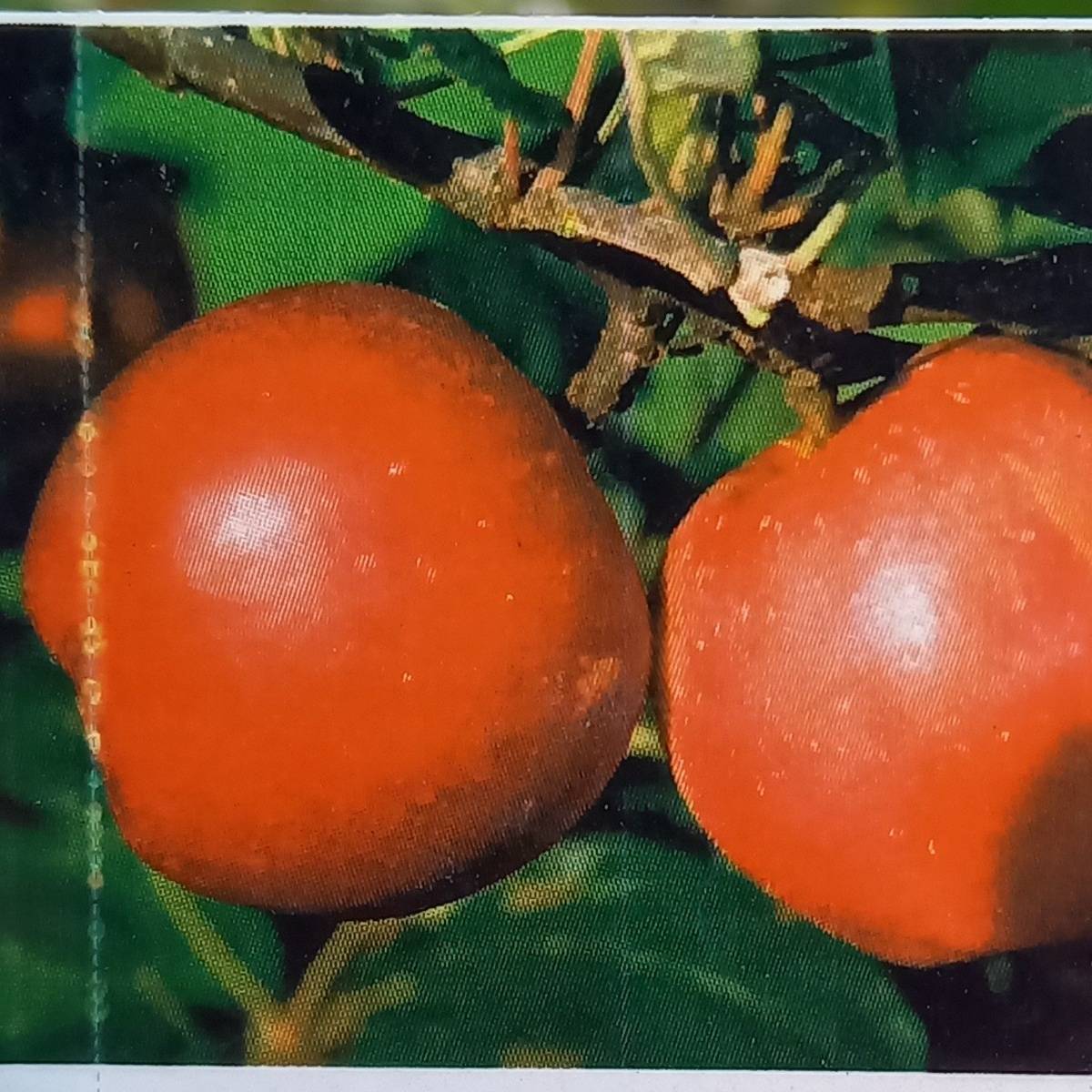 Jabloně - Jabloň Panenské České květináč 7,5 litru, zimní