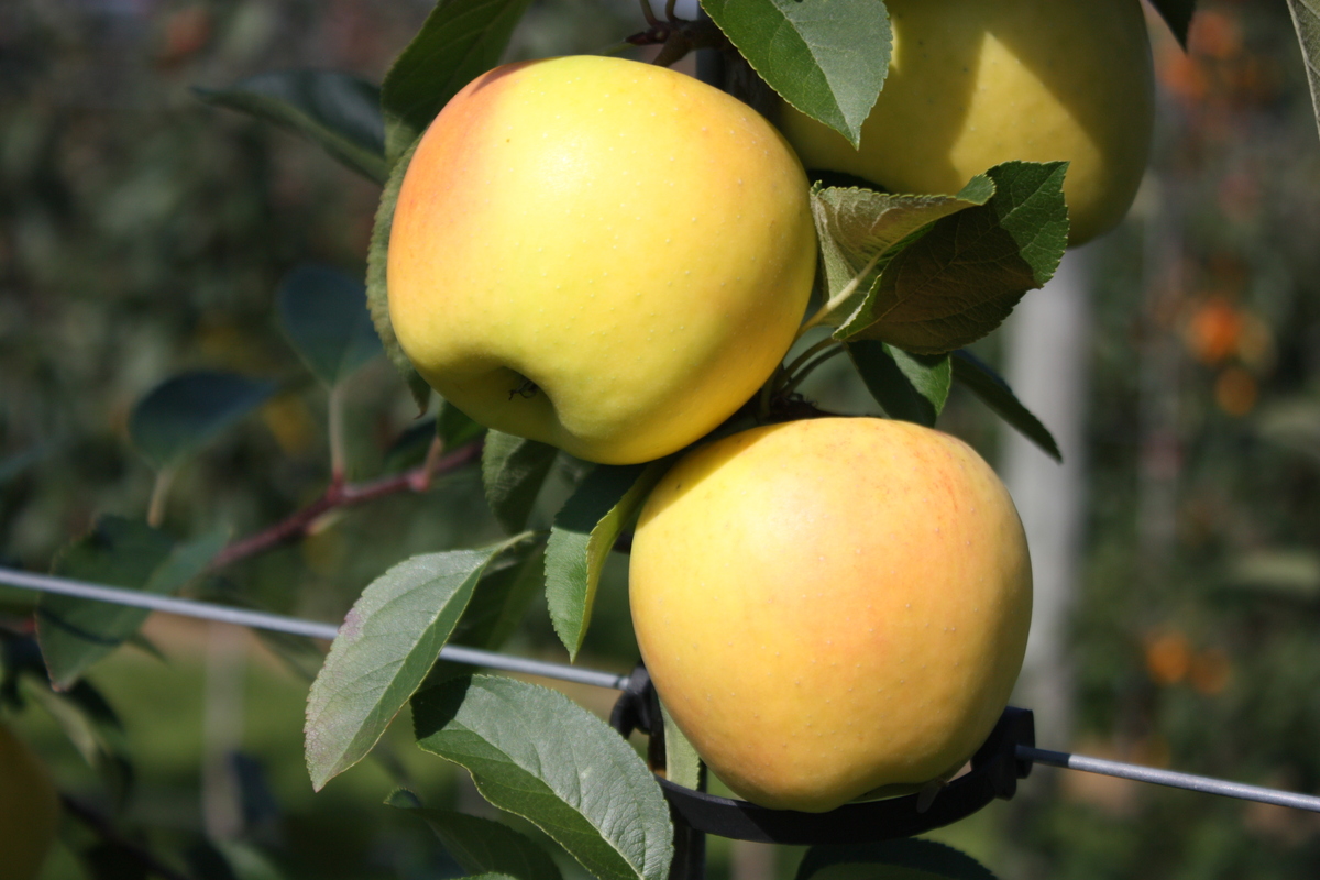 Jabloně - Jabloň Paradis 'Marylin' květináč 5 litrů, výška 60/80cm, podzimní, CIZOSPRAŠNÁ
