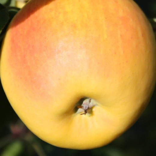 Jabloň Paradis 'Marylin' květináč 5 litrů, výška 60/80cm, podzimní, CIZOSPRAŠNÁ-1