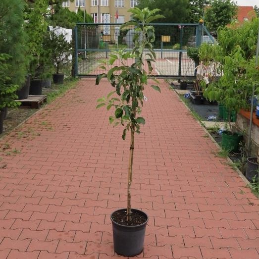 Rostliny - Jabloň 'Paulina' květináč 7,5 litru, čtvrtkmen, zimní, CIZOSPRAŠNÁ
