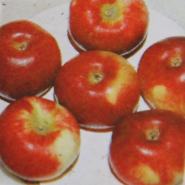 Jabloně - Jabloň 'Pidi' květináč 7,5 litru, sloupová, podzimní, CIZOSPRAŠNÁ