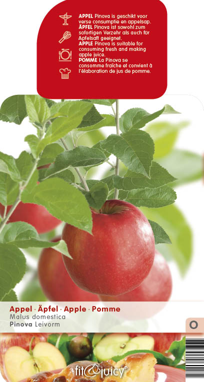 Jabloně - Jabloň 'Pinova' květináč 6 litrů, výška 150/175cm, zimní, CIZOSPRAŠNÁ