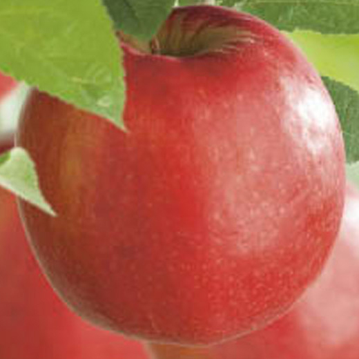 Jabloň 'Pinova' květináč 6 litrů, výška 150/175cm, zimní, CIZOSPRAŠNÁ-0