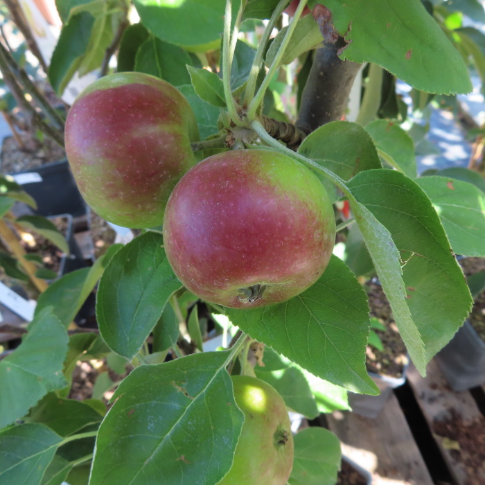 Jabloně - Jabloň 'Polka' květináč 5 litrů, sloupová, podzimní, CIZOSPRAŠNÁ