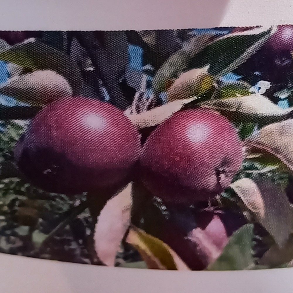 Rostliny - Jabloň Pomfital květináč 6,3 litru, podzimní, sloupová