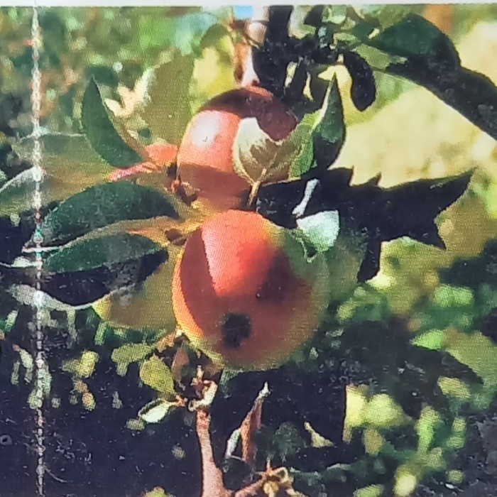 Balkonové ovocné stromky - Jabloň 'Pompink' sloupová, květináč 7,5 litru, podzimní