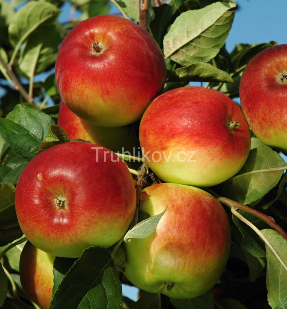 Jabloň 'Prima' prostokořenné, zákrsek, podzimní, REZISTENTNÍ, CIZOSPRAŠNÁ-0