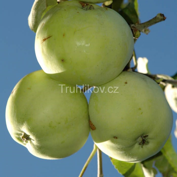 Rostliny - Jabloň Průsvitné letní květináč 7,5 litru, zákrsek, letní, CIZOSPRAŠNÁ