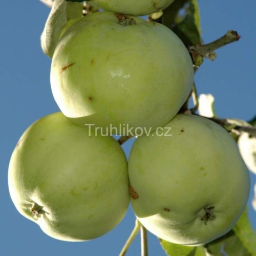 Rostliny - Jabloň 'Průsvitné letní' zákrsek, 10 litrů