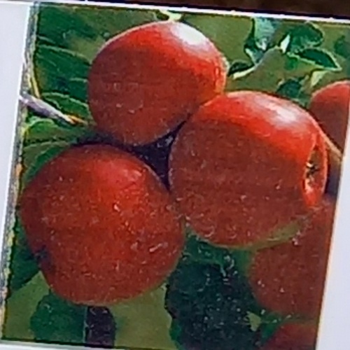 Rostliny - Jabloň Rajka zimní, 7,5 litru