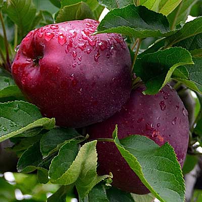 Jabloně - Jabloň 'Red Delicious' květináč 7,5 litru, zákrsek, zimní, CIZOSPRAŠNÁ