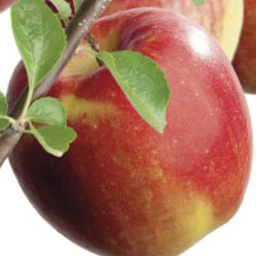 Rostliny - Jabloň 'Red Jonagold' květináč 5 litrů, balkonová, zákrsek, zimní, CIZOSPRAŠNÁ