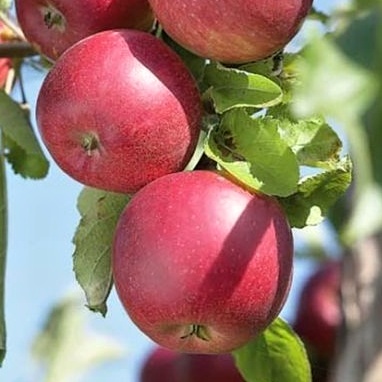 Jabloně - Jabloň Red Jonathan květináč 9 litrů, zákrsek, zimní, CIZOSPRAŠNÁ