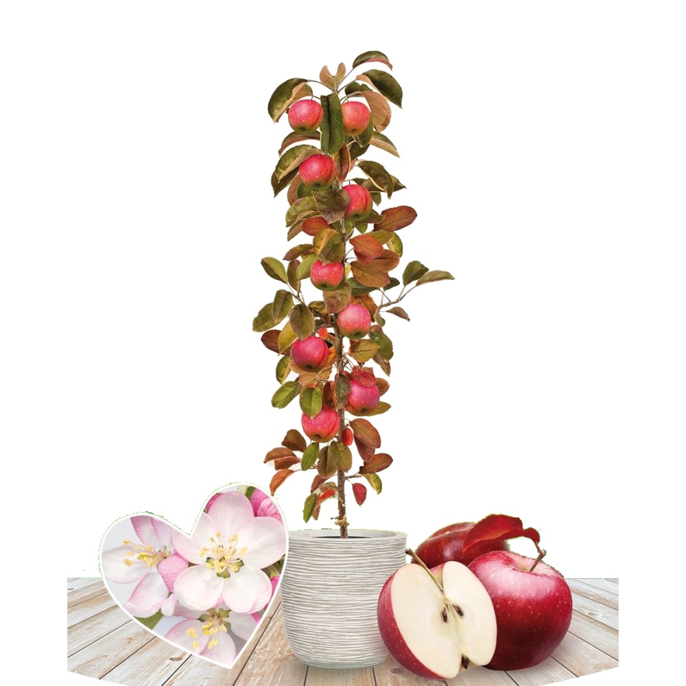 Jabloň Red Leaf květináč 5 litrů, sloupová, podzimní, CIZOSPRAŠNÁ-0