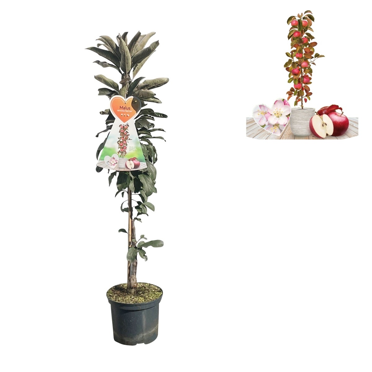 Balkonové ovocné stromky - Jabloň Red Leaf květináč 5 litrů, sloupová, podzimní, CIZOSPRAŠNÁ