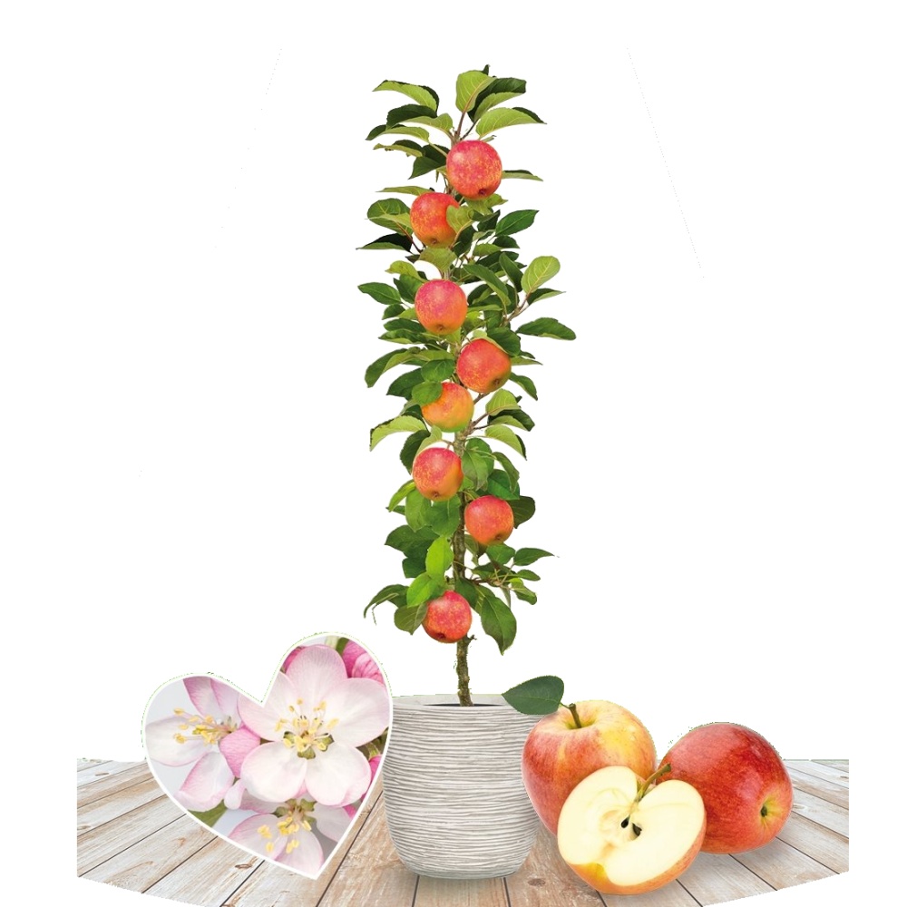 Jabloň Red Sensation květináč 5 litrů, sloupová, výška 80/100cm, podzimní, CIZOSPRAŠNÁ-0