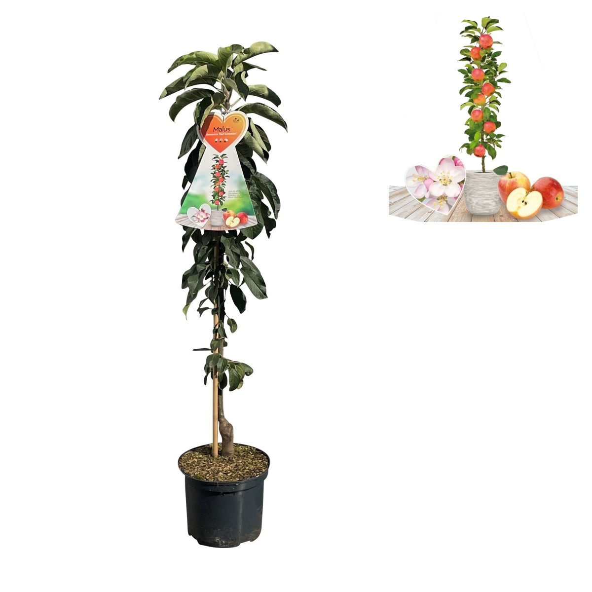 Jabloně - Jabloň Red Sensation květináč 5 litrů, sloupová, výška 80/100cm, podzimní, CIZOSPRAŠNÁ