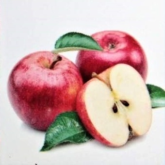 Jabloně - Jabloň 'Red Sensation' květináč 7,5 litru, sloupová, podzimní, CIZOSPRAŠNÁ