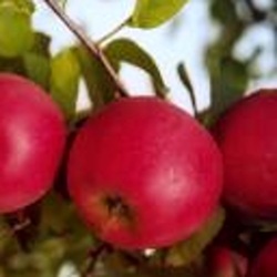 Rostliny - Jabloň 'Red Topaz' prostokořenné, zákrsek, zimní, CIZOSPRAŠNÁ