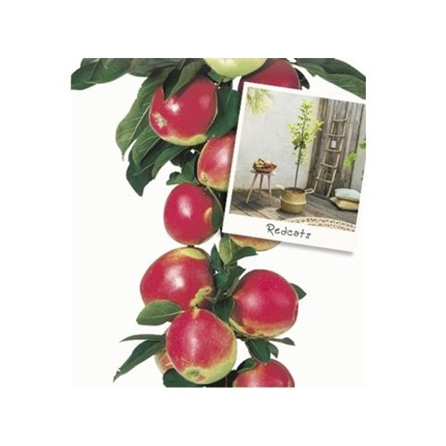 Rostliny - Jabloň 'Redcats' sloupovitá, pozdní, 5 litrů