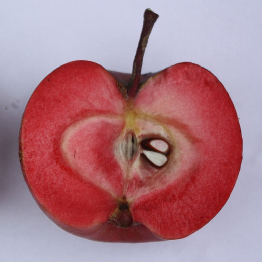 Jabloň Redlove 'Calypso' květináč 5 litrů, výška 80/100cm, podzimní, CIZOSPRAŠNÁ-0