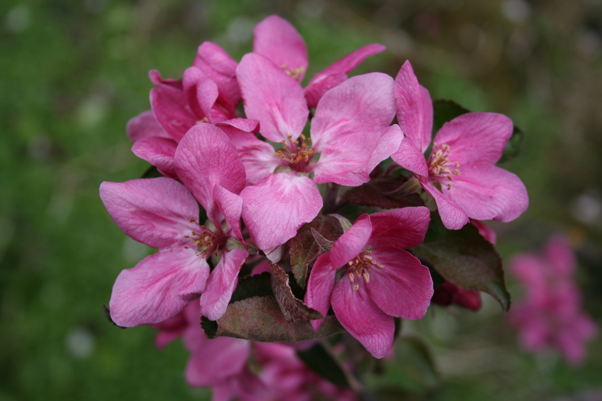 Jabloně - Jabloň Redlove 'Circe' květináč 5 litrů, výška 80/100cm, letní, CIZOSPRAŠNÁ