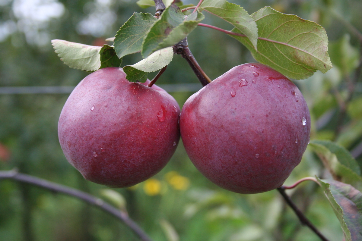Jabloň Redlove 'Circe' květináč 5 litrů, výška 80/100cm, letní, CIZOSPRAŠNÁ-0