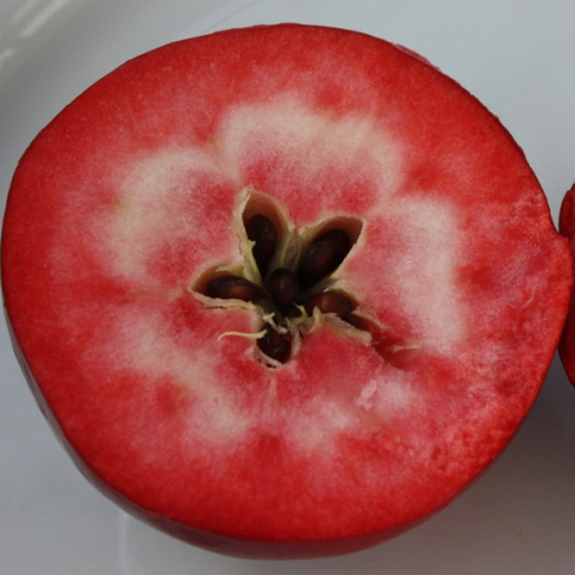 Jabloň Redlove 'Circe' květináč 5 litrů, výška 80/100cm, letní, CIZOSPRAŠNÁ-1