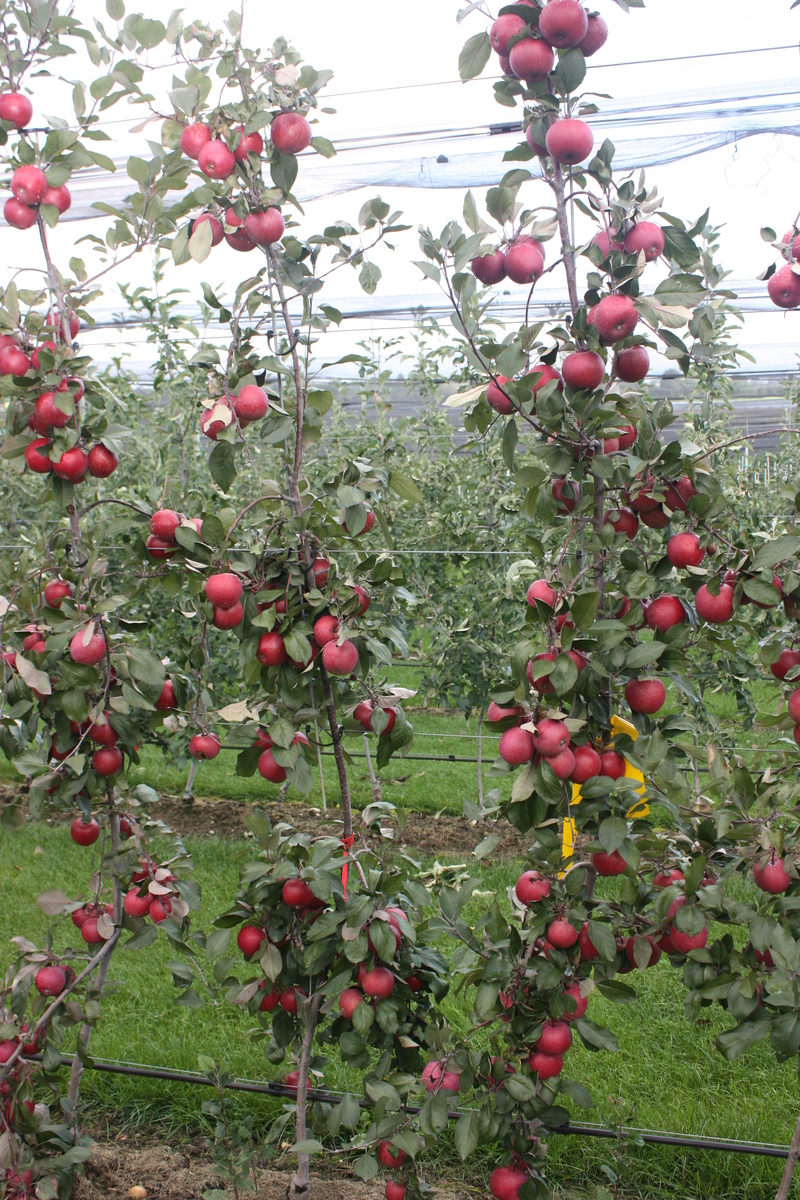 Jabloně - Jabloň Redlove 'Era' květináč 5 litrů, výška 80/100cm, zimní, CIZOSPRAŠNÁ
