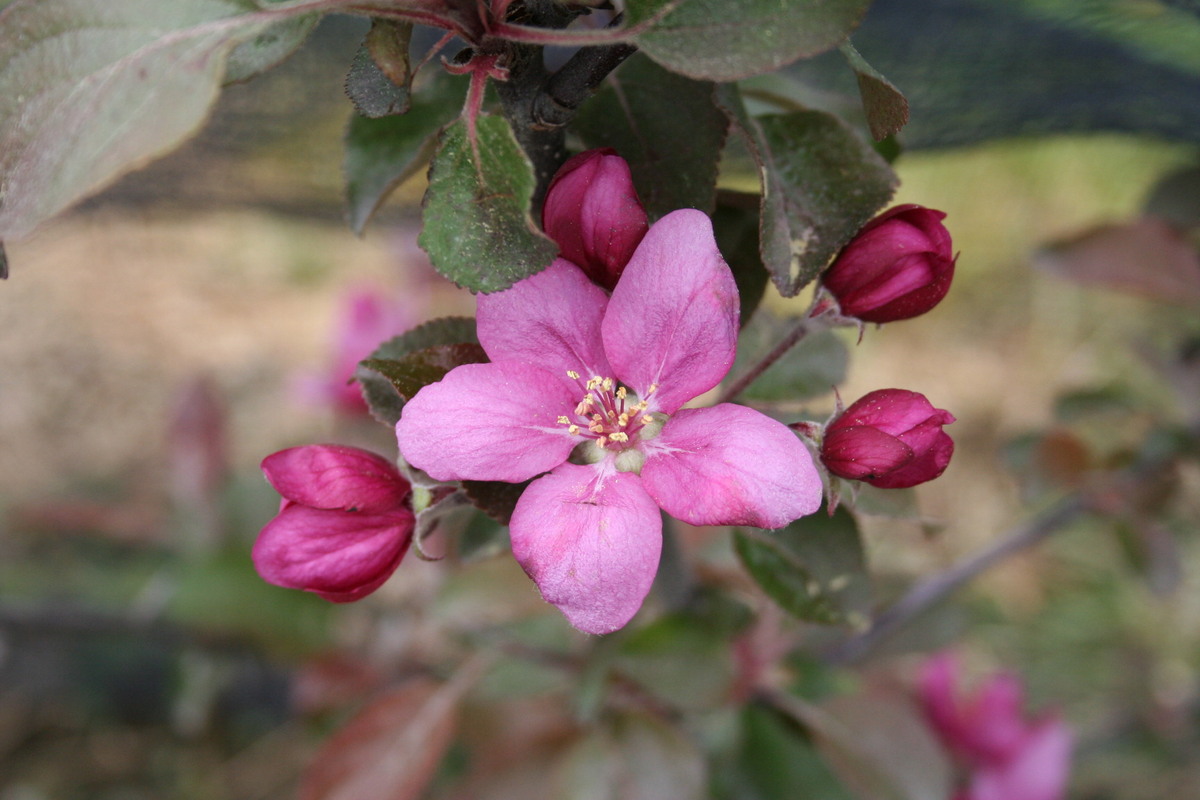Jabloň Redlove 'Era' květináč 5 litrů, výška 80/100cm, zimní, CIZOSPRAŠNÁ-0