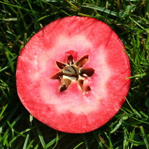 Jabloň Redlove 'Era' květináč 5 litrů, výška 80/100cm, zimní, CIZOSPRAŠNÁ-1