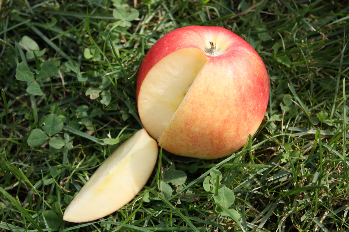 Jabloně - Jabloň Redlove Paradis 'Utopia' květináč 5 litrů, výška 80/100cm, zimní, CIZOSPRAŠNÁ