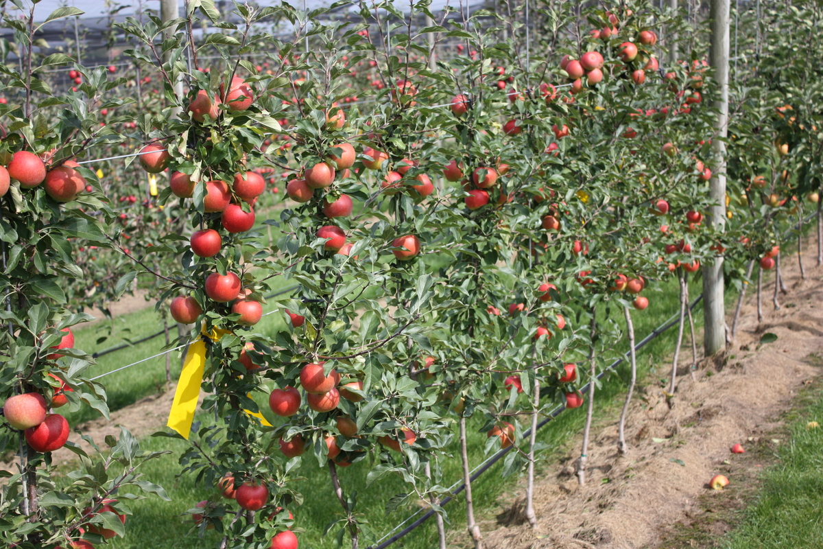 Jabloň Redlove Paradis 'Utopia' květináč 5 litrů, výška 80/100cm, zimní, CIZOSPRAŠNÁ-0